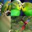 Green Parrots